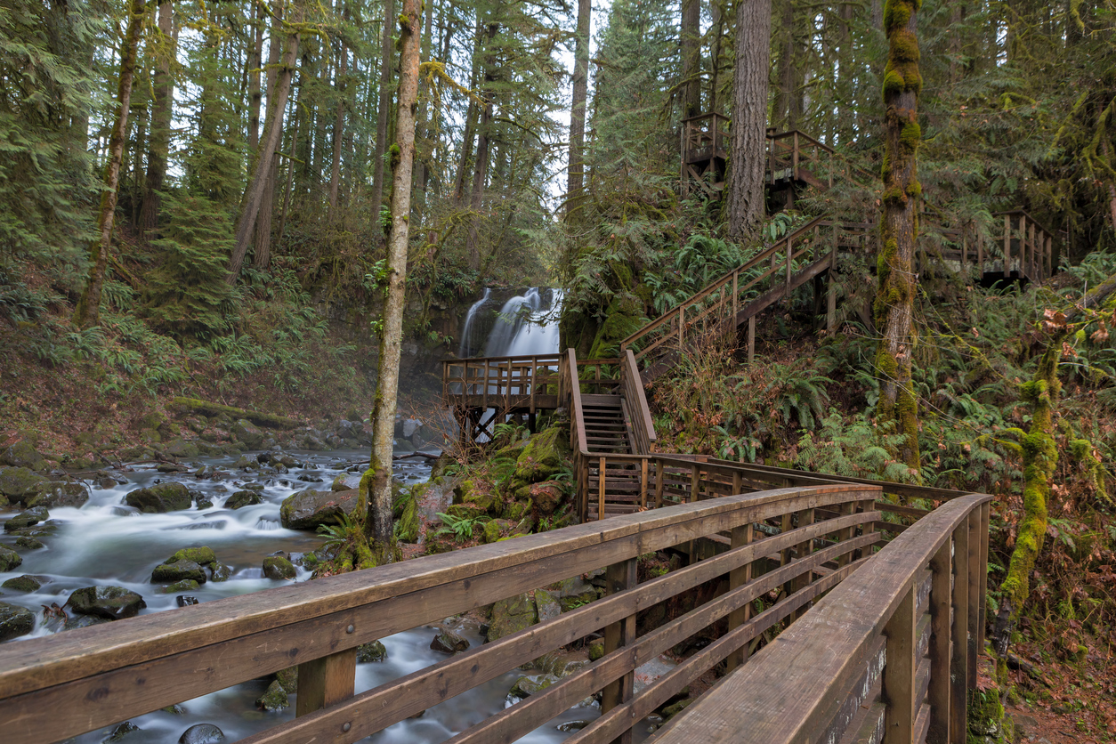 A bridge over a stream in a forest