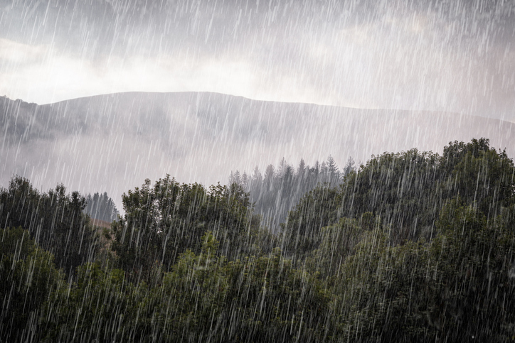 Rain over a forest