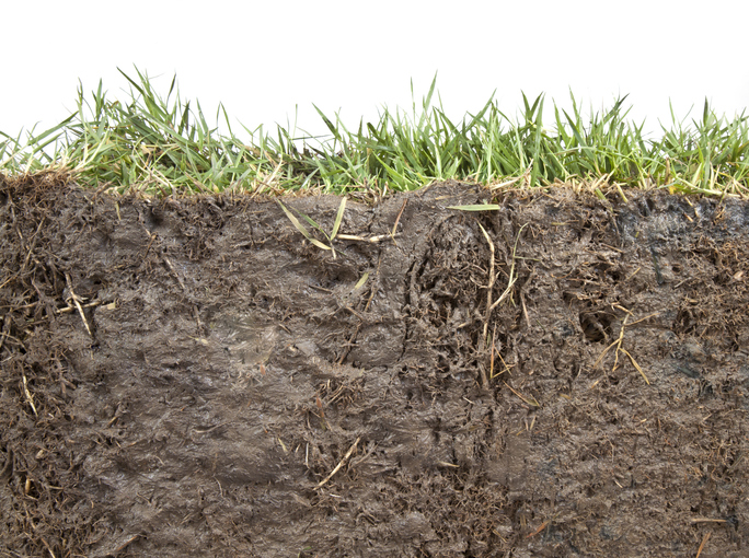 Grass and dirt