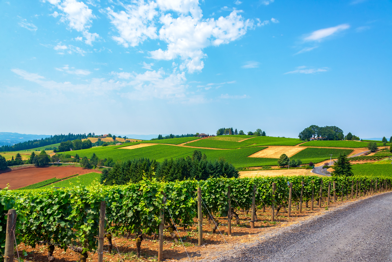 A vineyard