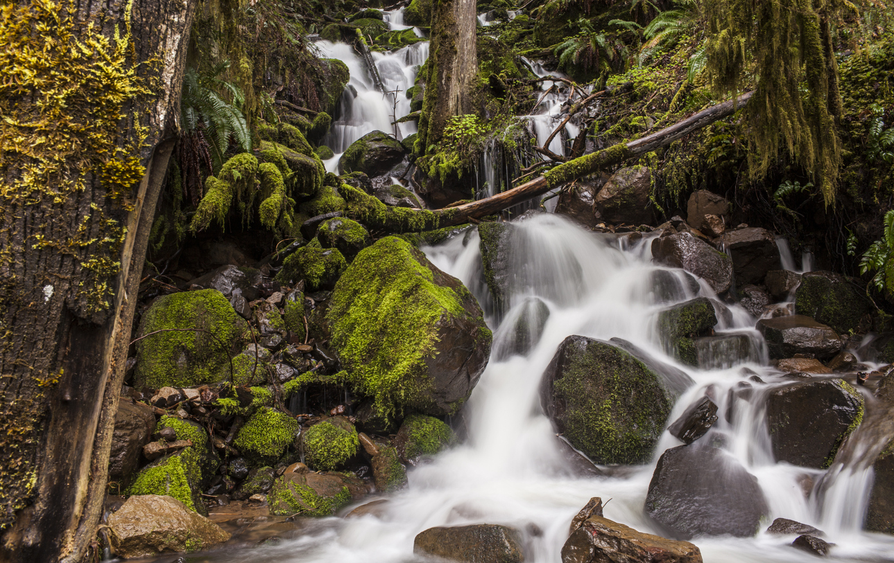 Waterfall in a dense forested area.