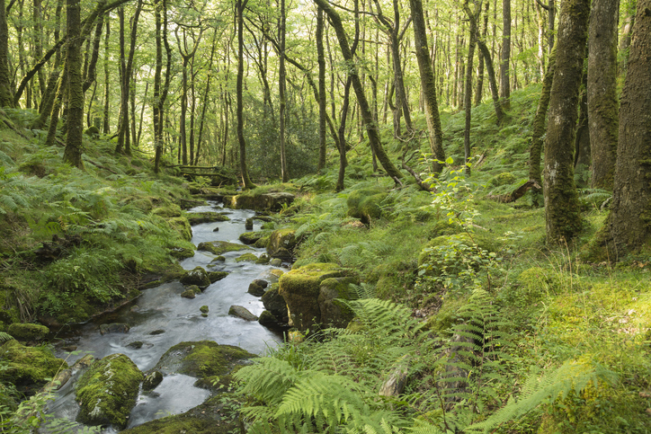 A forest stream