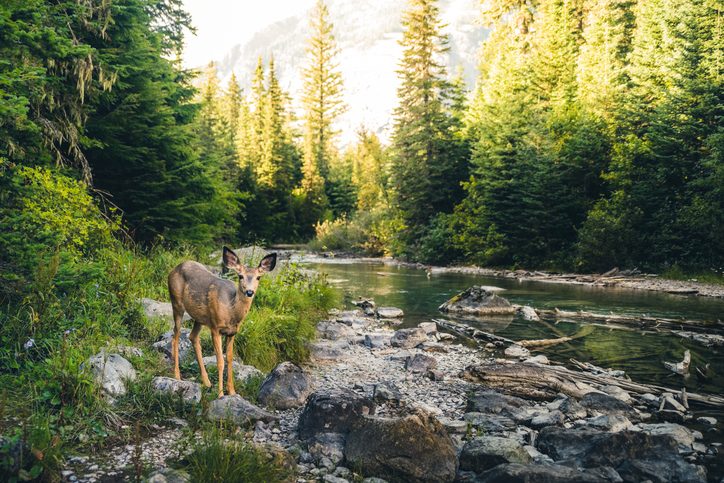 A deer by a stream